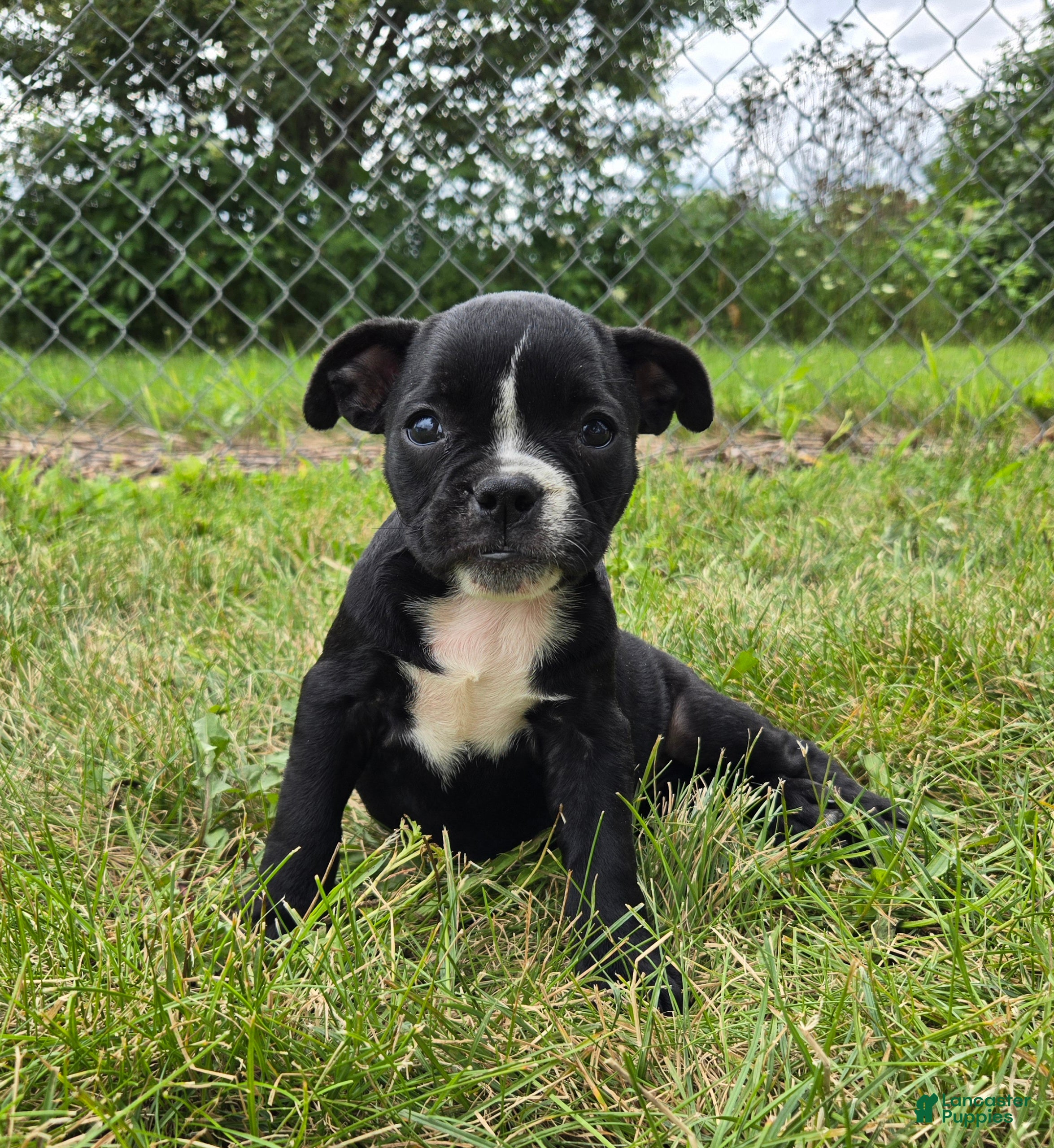 Olde English Bulldogge dogs Trixie - Ad 1