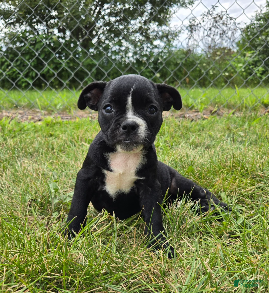 Olde English Bulldogge dogs for sale: Trixie - Ad 1