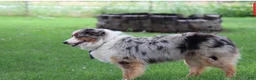 Australian Shepherd dogs for sale: Lucy - Ad 7