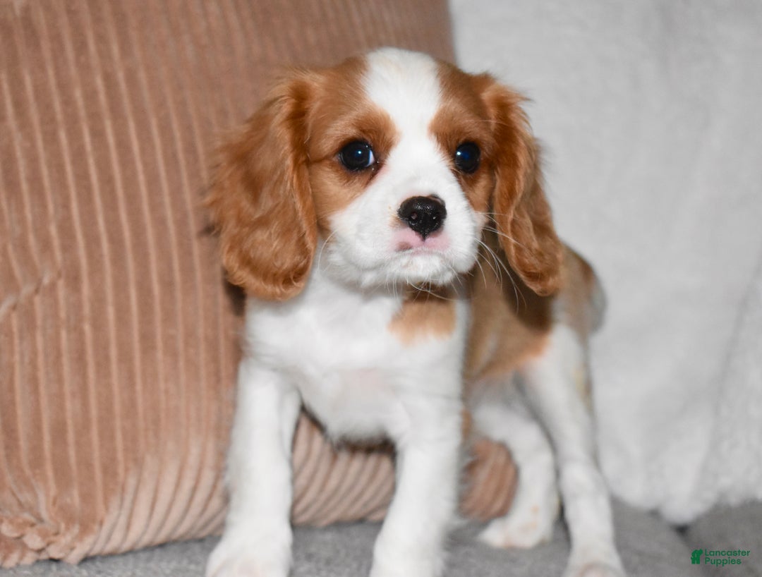Cavalier King Charles Spaniel dogs for sale: Myles - Ad 7