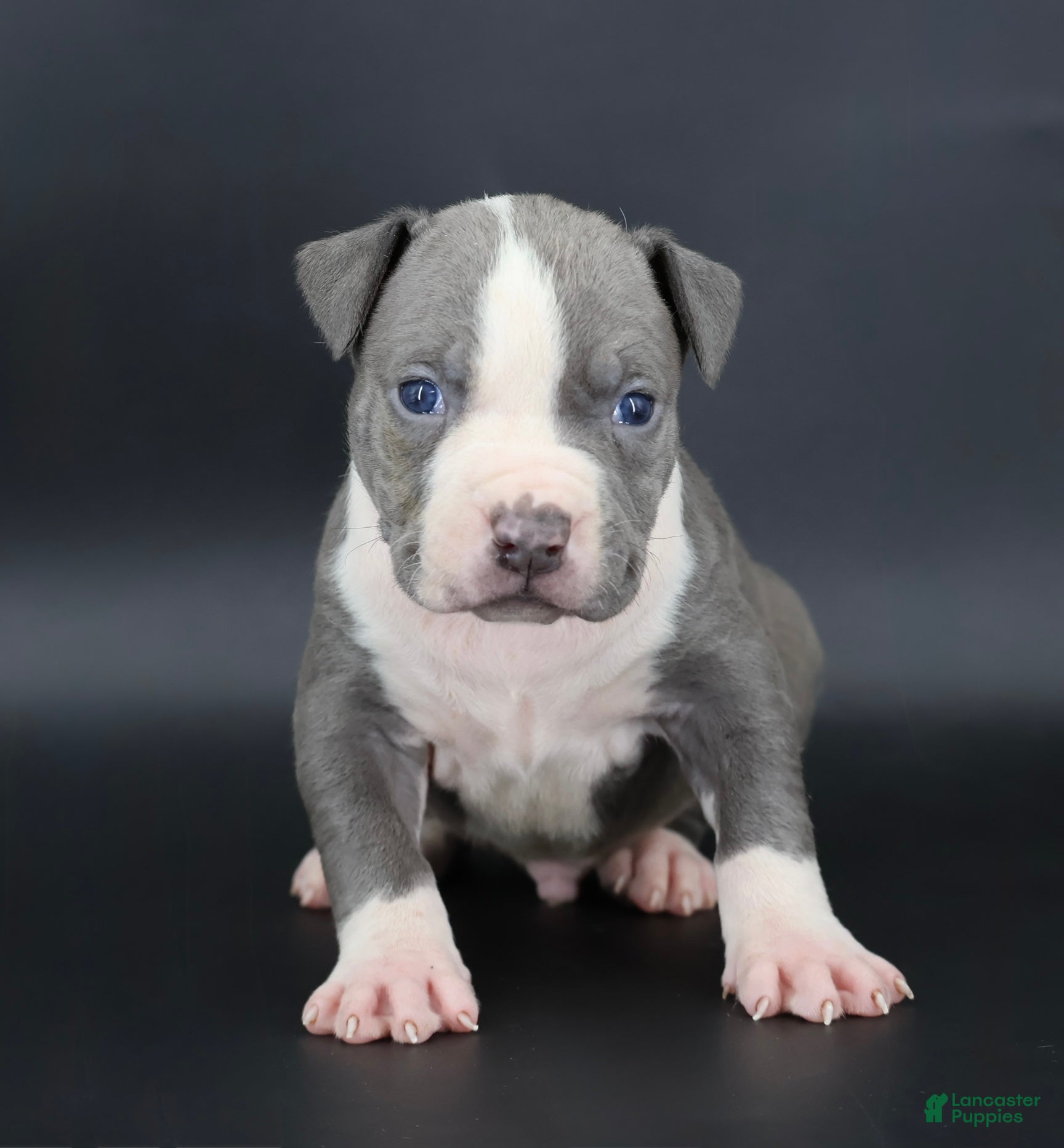 American Bully dogs Sage - Ad 1