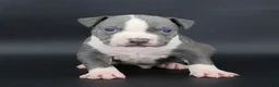 American Bully dogs for sale: Sage - Ad 1