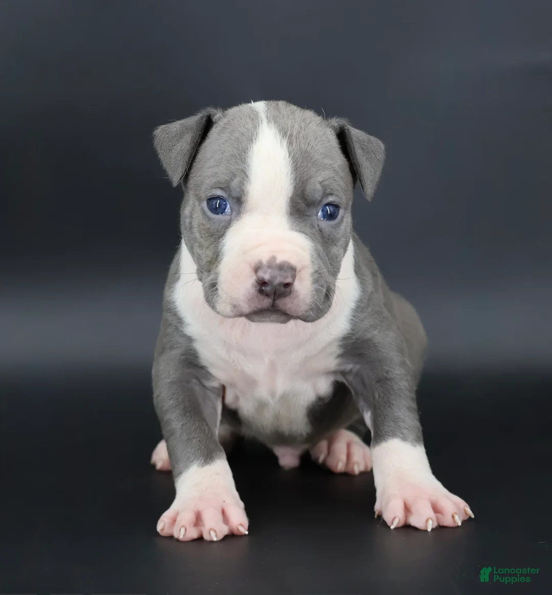 American Bully dogs for sale: Sage - Ad 1