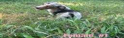 Australian Shepherd dogs for sale: Australian Shepherd 1 - Ad 3
