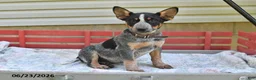 Australian Cattle Dog dogs for sale: Leo - Ad 3