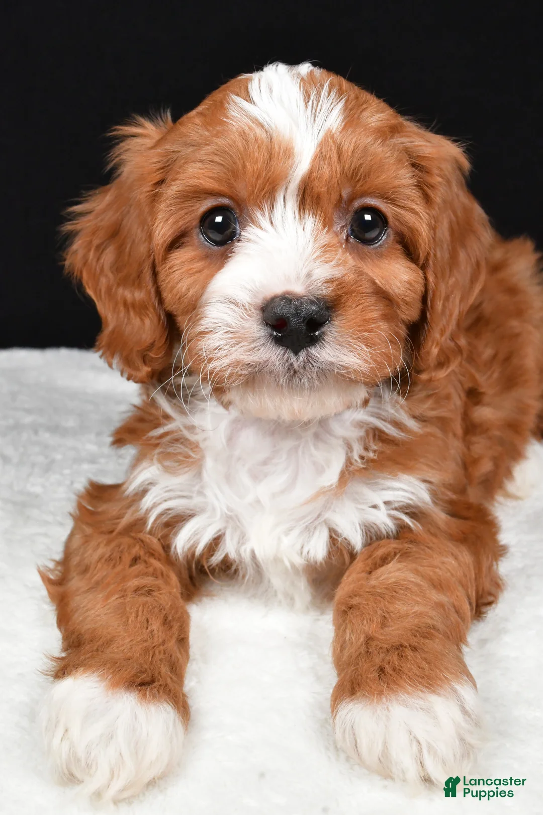 Cavapoo dogs for sale: Kevin - Ad 9