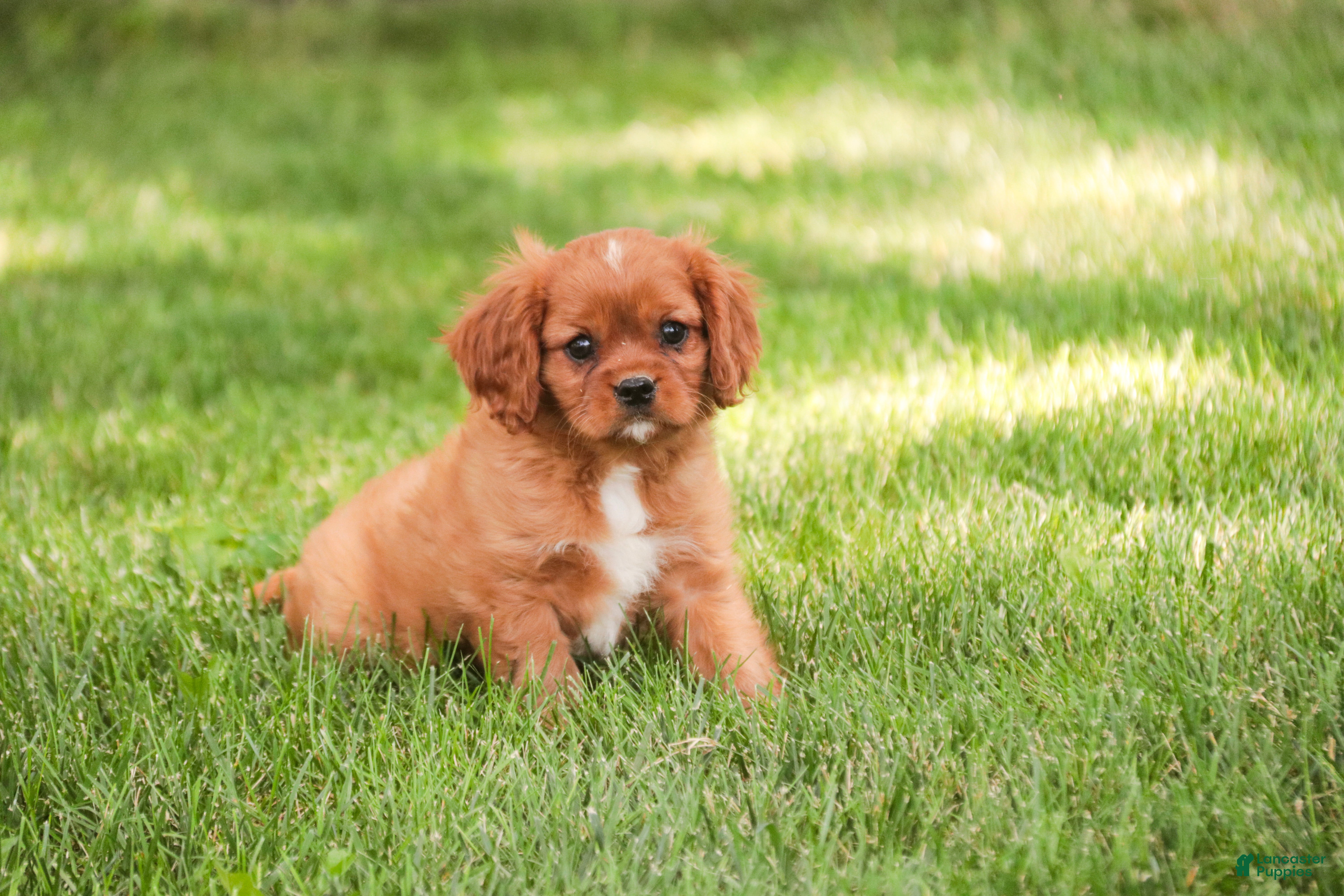 Cavalier King Charles Spaniel dogs Grady Cavalier King Charles Spaniel  - Ad 2