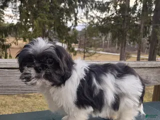 Mixed Breed dogs Oreo - Ad 6