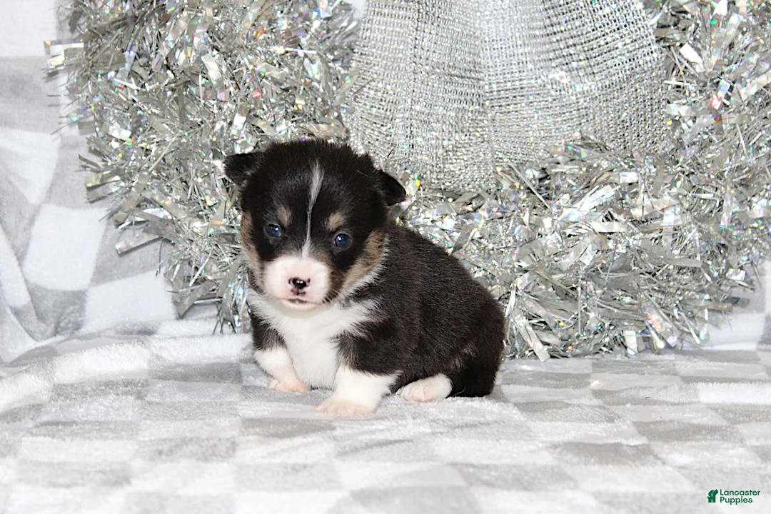 Welsh Corgi Pembroke dogs for sale: Carlotta - Ad 3