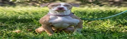 American Pit Bull Terrier dogs for sale: American Pit Bull Terrier Puppy 5 - Ad 4