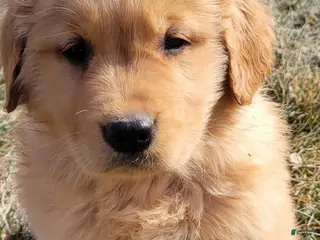 Golden Retriever dogs for sale: Duke - Ad 3