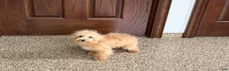 Maltipoo dogs for sale: Maltipoo Male Puppy 2 - Ad 5