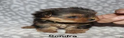 Yorkshire Terrier dogs for sale: Sondra - Ad 6