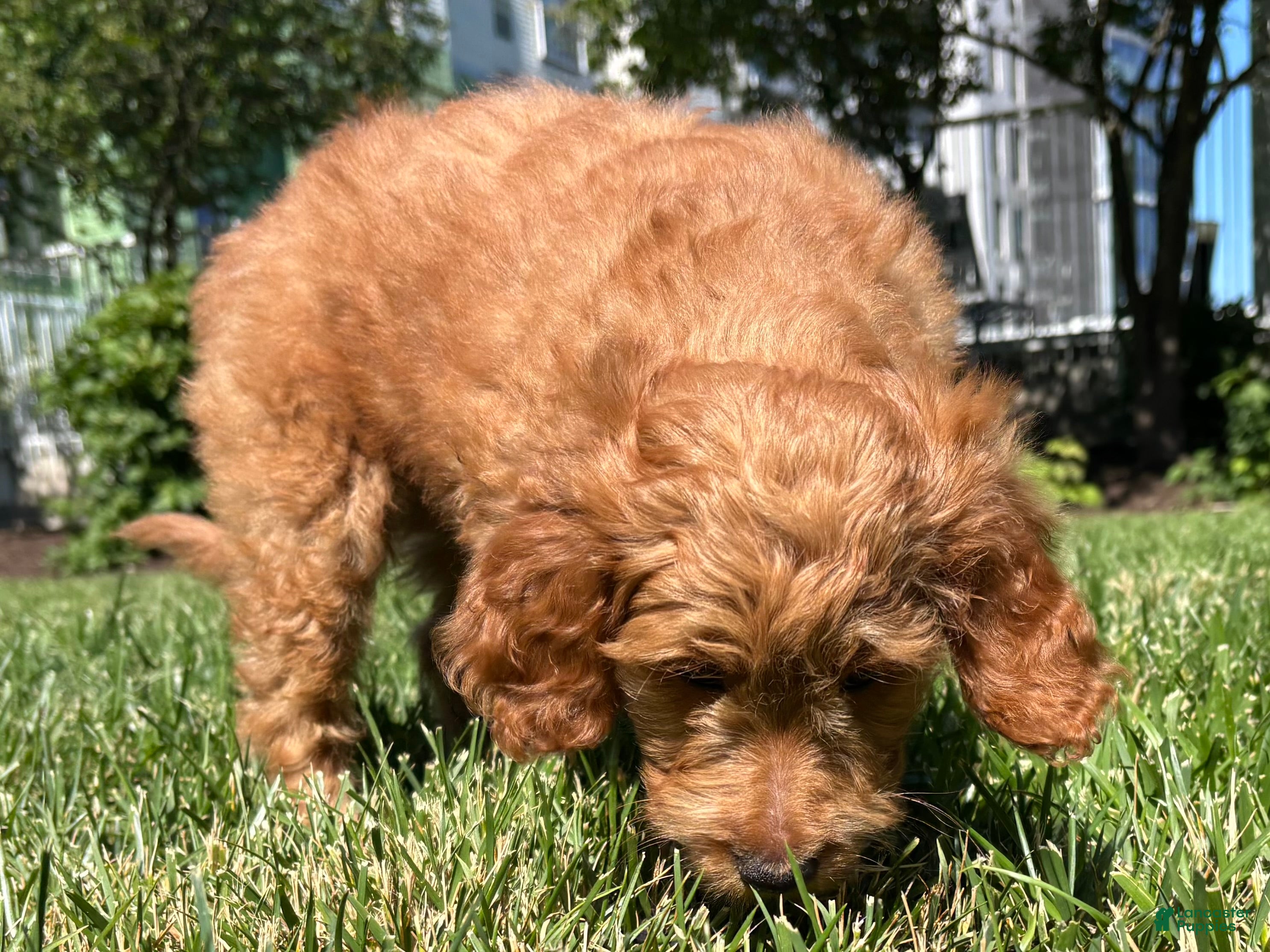 Mini Goldendoodle dogs Ruby  - Ad 2