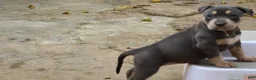 American Bully dogs for sale: Mr. Vegas - Ad 20