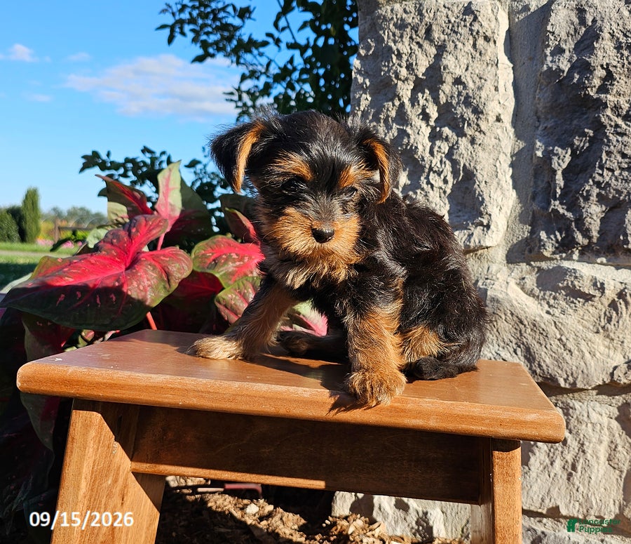Yorkiepoo dogs Mary - Ad 2
