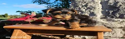 Yorkiepoo dogs for sale: Mary - Ad 2
