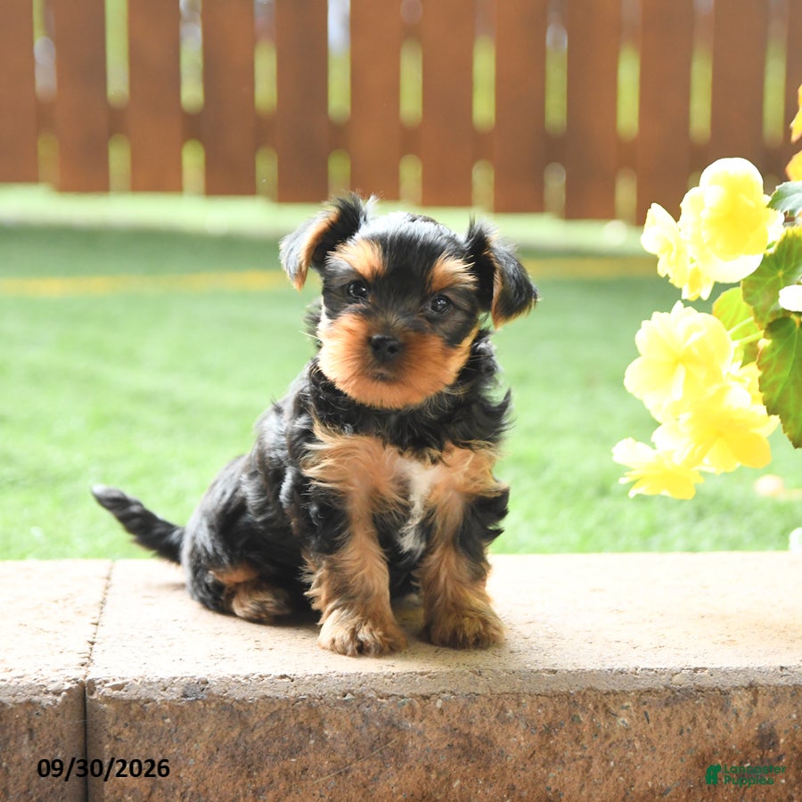 Gracie (Yorkshire Terrier, Female) in Mill Hall, PA