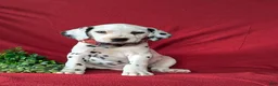 Dalmatian dogs for sale: Jules - Ad 2