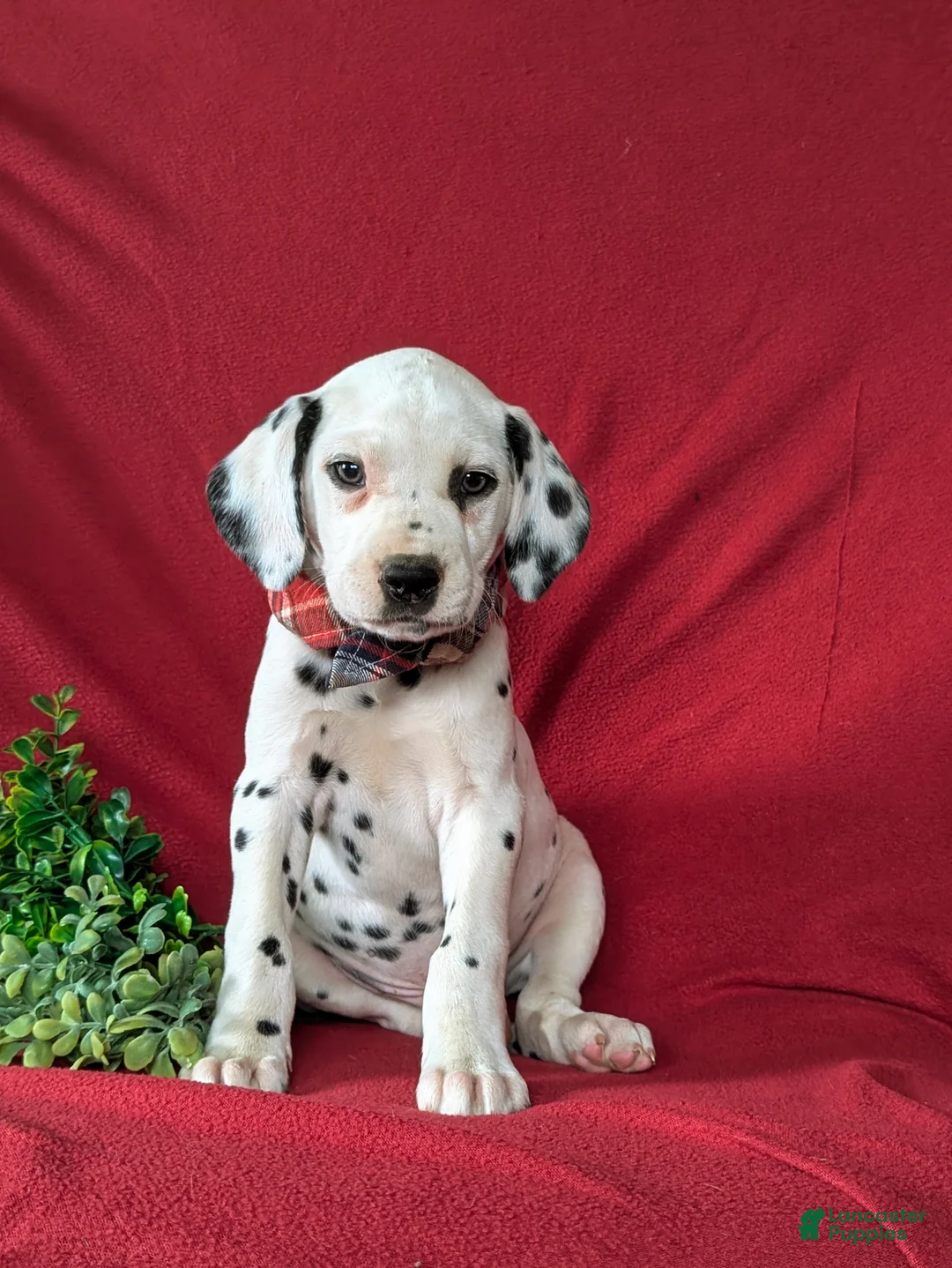 Dalmatian dogs for sale: Jules - Ad 2