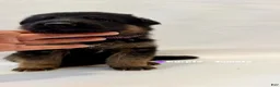 German Shepherd dogs for sale: purple - Ad 2