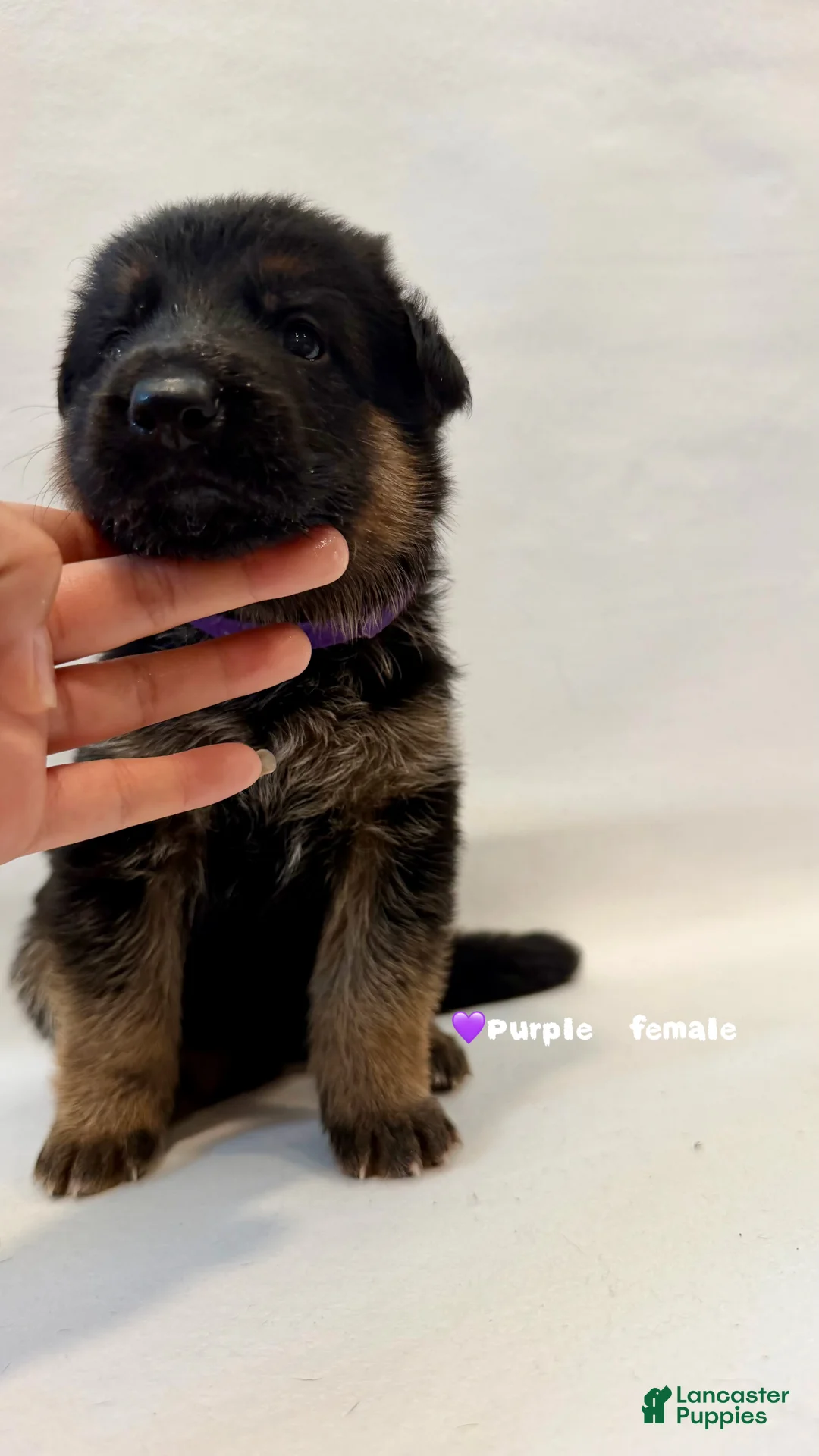 German Shepherd dogs for sale: purple - Ad 2