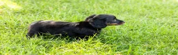 Miniature Dachshund dogs for sale: Bella  - Ad 4