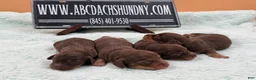 Miniature Dachshund dogs for sale: Russian. Pra clear should carry cream akc - Ad 3