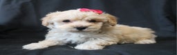 Bichpoo dogs for sale: Bobbie - Ad 4