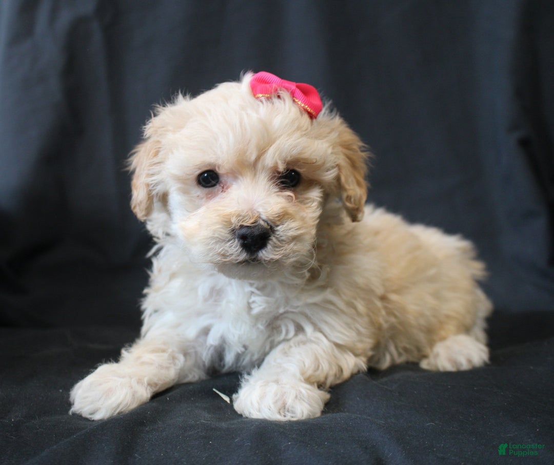 Bichpoo dogs for sale: Bobbie - Ad 4
