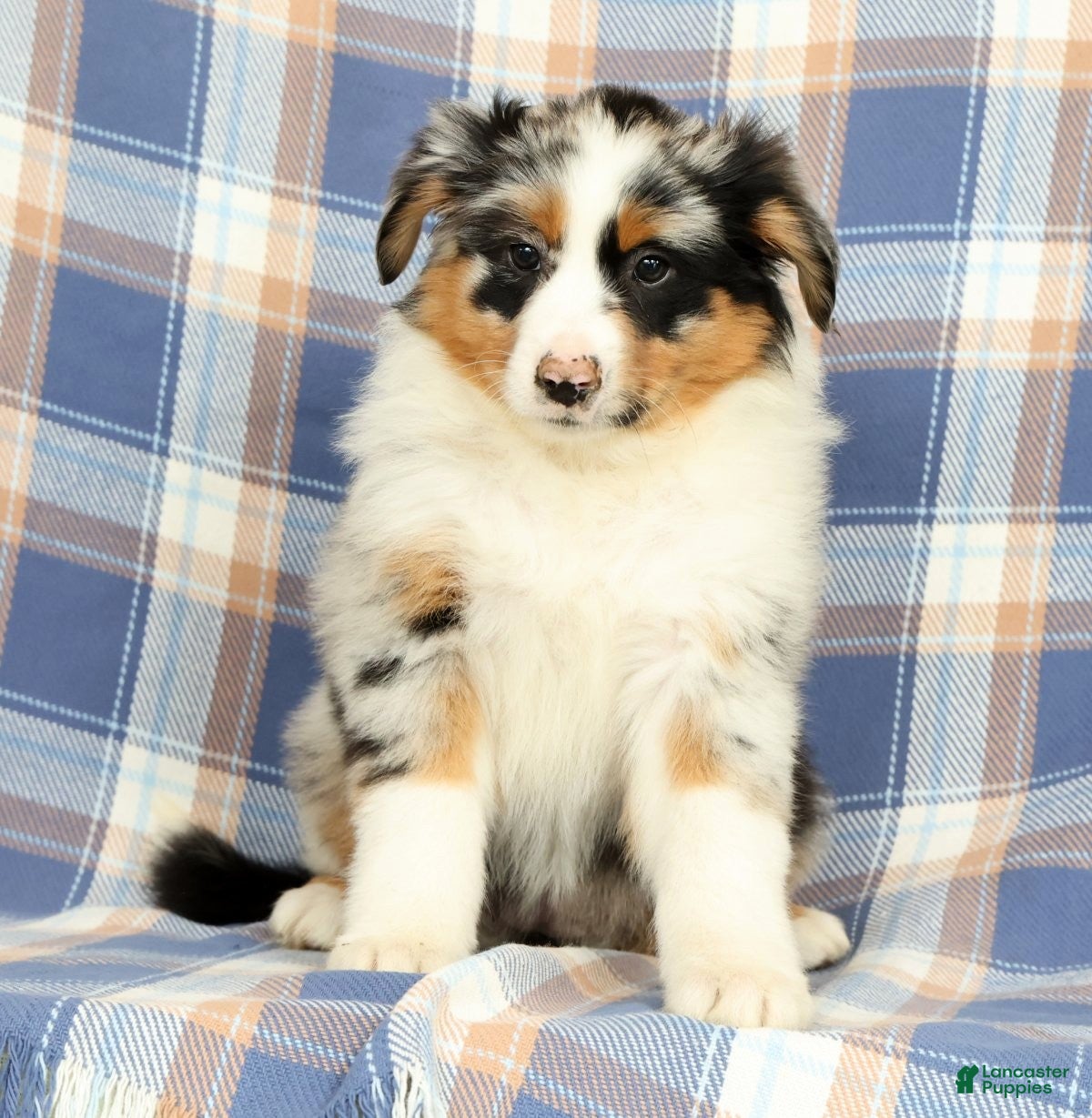 Australian Shepherd dogs Millie - Ad 2