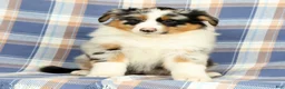 Australian Shepherd dogs for sale: Millie - Ad 2
