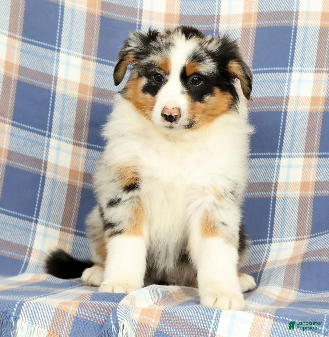 Australian Shepherd dogs for sale: Millie - Ad 2