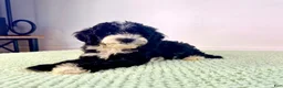 Bernedoodle dogs for sale: Freddy - Ad 4