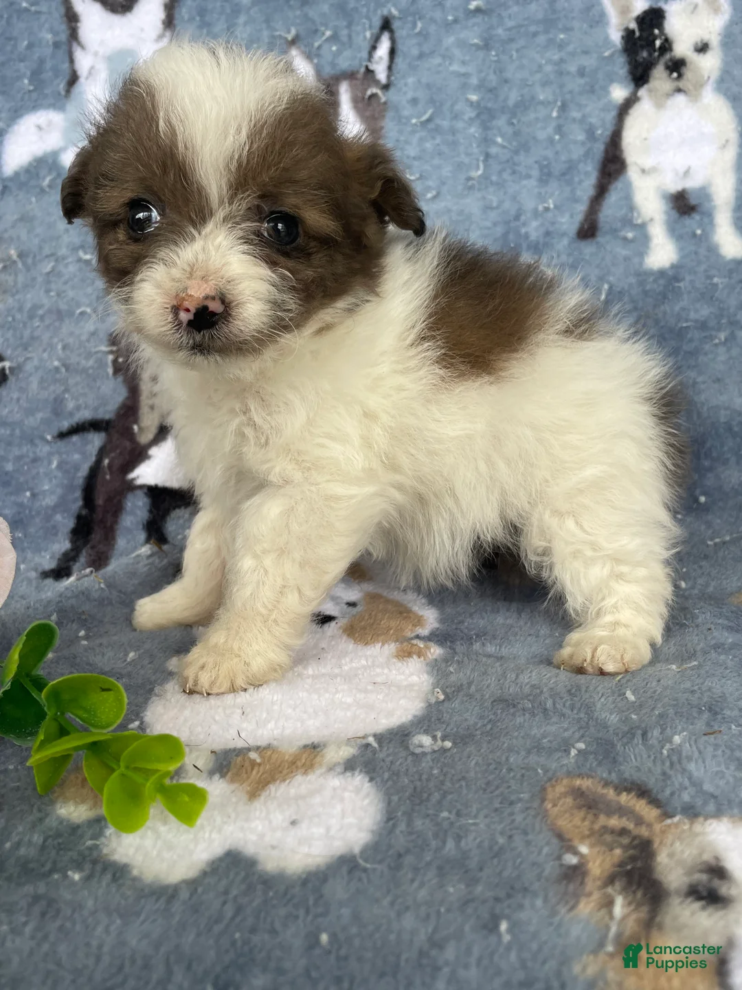 Toy Poodle dogs for sale: Portia - Ad 1