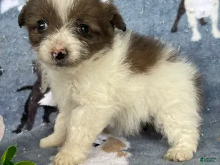 Toy Poodle dogs Portia - Ad 33