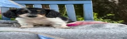 Miniature Dachshund dogs for sale: Tango - Ad 8