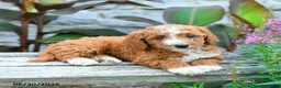 Mini Goldendoodle dogs for sale: Laurie - Ad 3