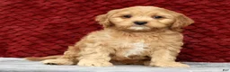 Cavapoo dogs for sale: Scotty - Ad 1