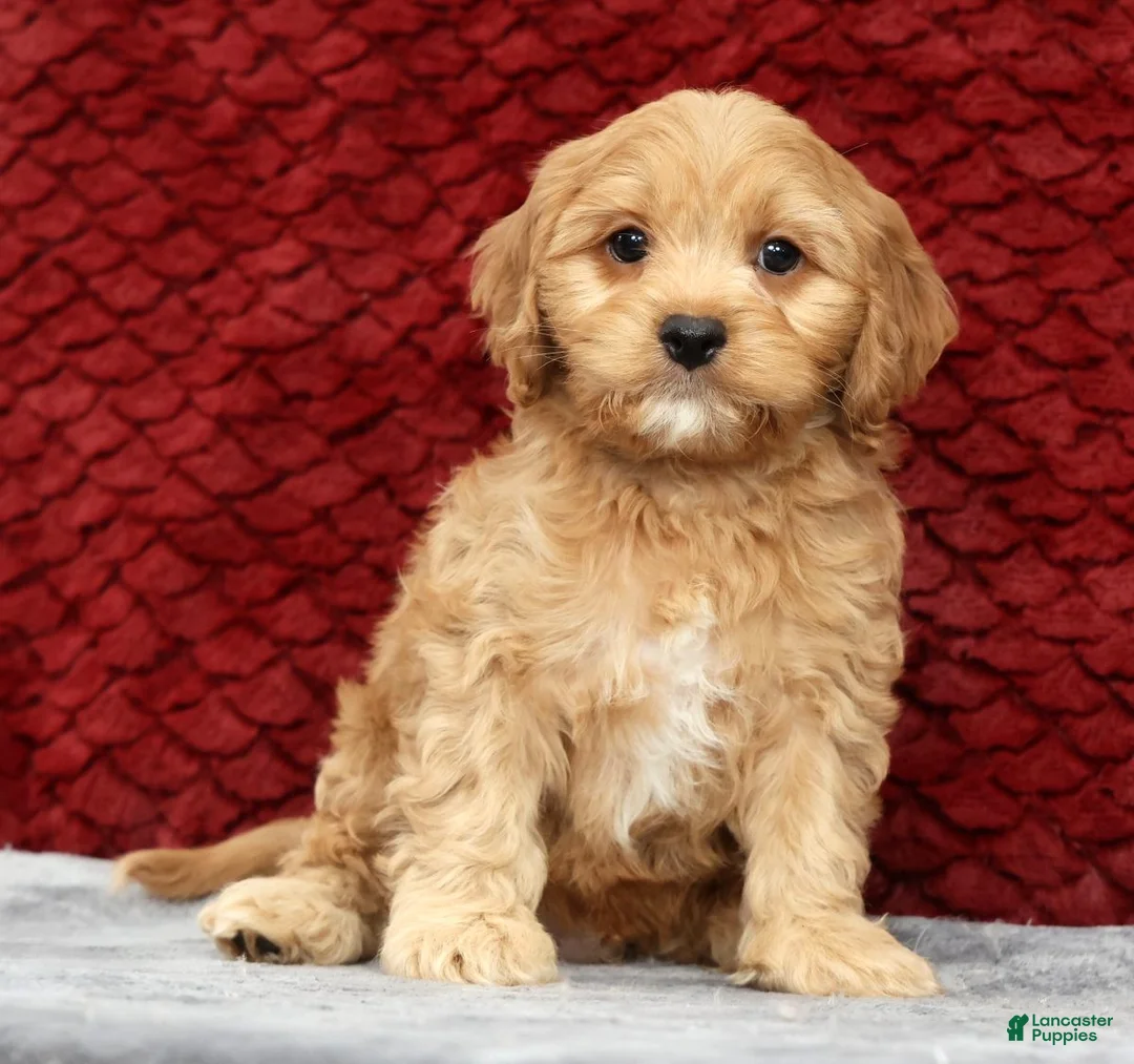 Cavapoo dogs for sale: Scotty - Ad 1