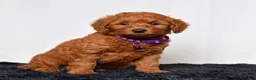 Mini Goldendoodle dogs for sale: Mr. Lex - Ad 2