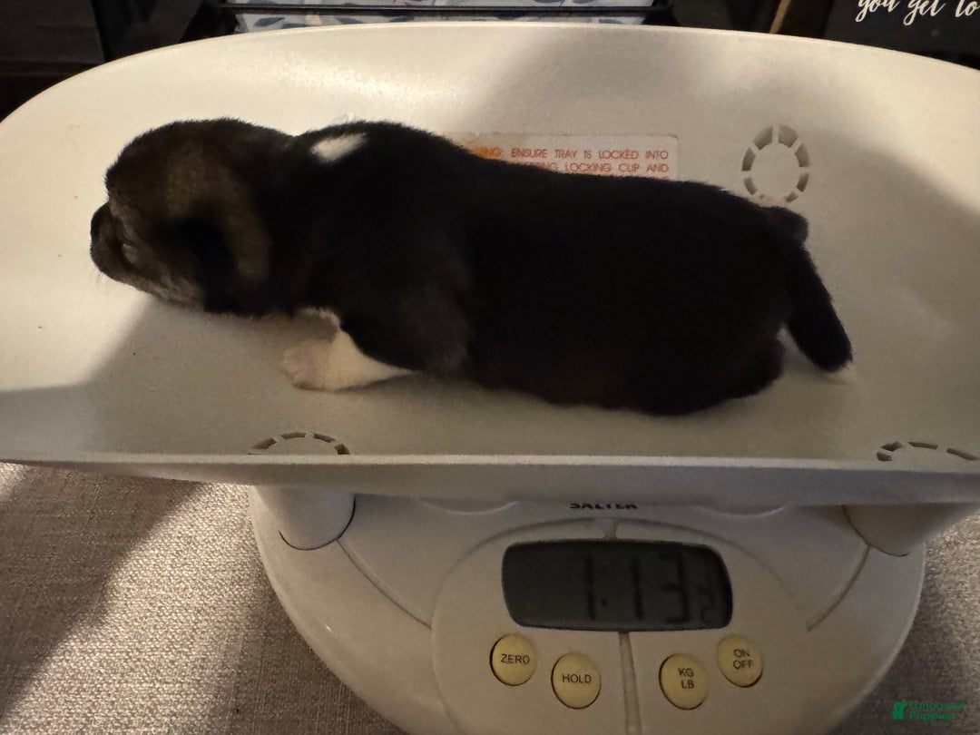 Shiba Inu dogs for sale: Shiba Inu Puppy 2 - Ad 9