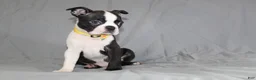Boston Terrier dogs for sale: Daisy - Ad 4