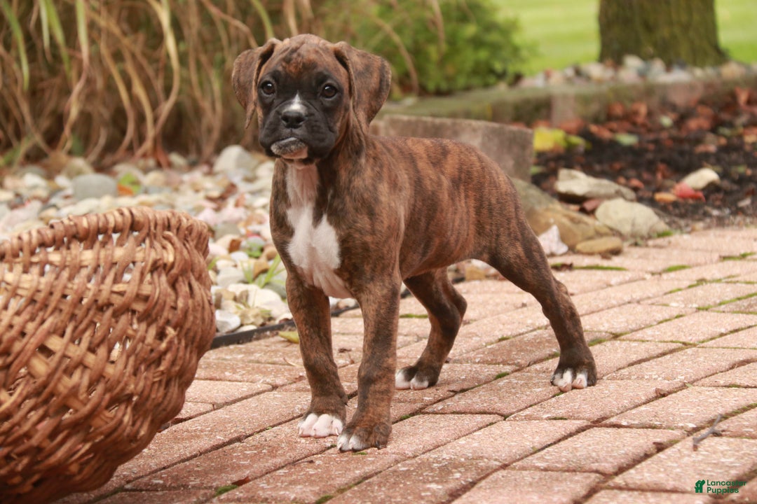Boxer dogs for sale: Elsie - Ad 14