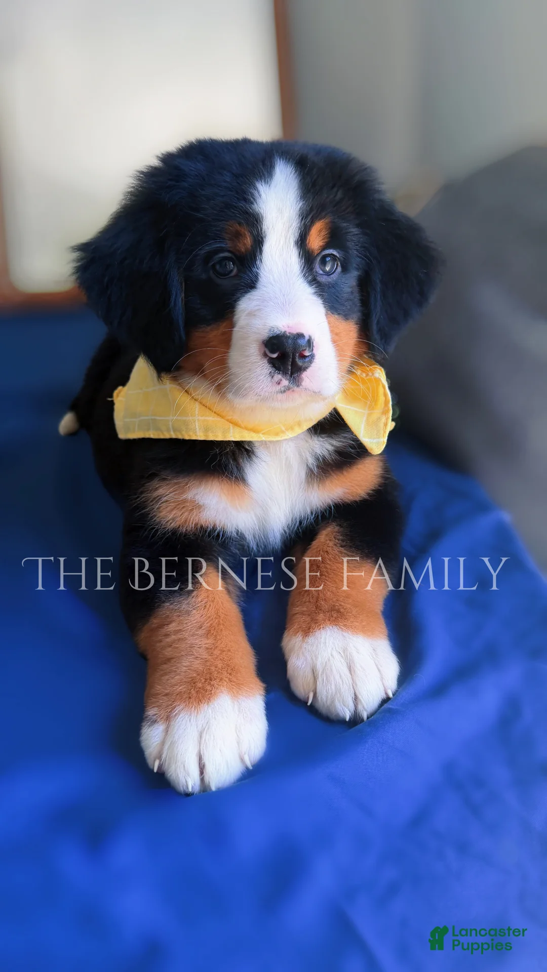 Bernese Mountain Dog dogs for sale: Melly - Ad 2