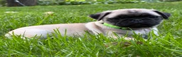 Pug dogs for sale: Harlo - Ad 5