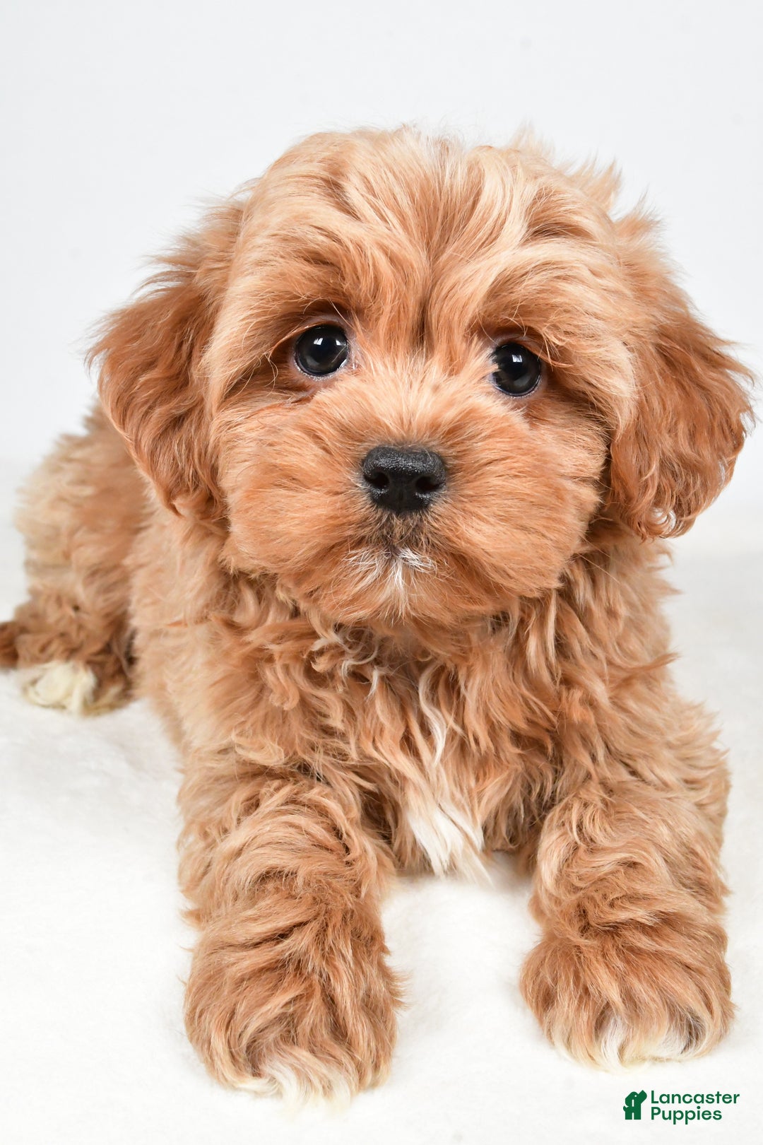 Shihpoo dogs for sale: Jagger - Ad 4
