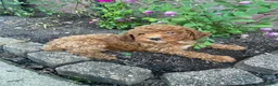 Miniature Poodle dogs for sale: Sadie - Ad 3
