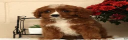 Cavapoo dogs for sale: Ace - Ad 3