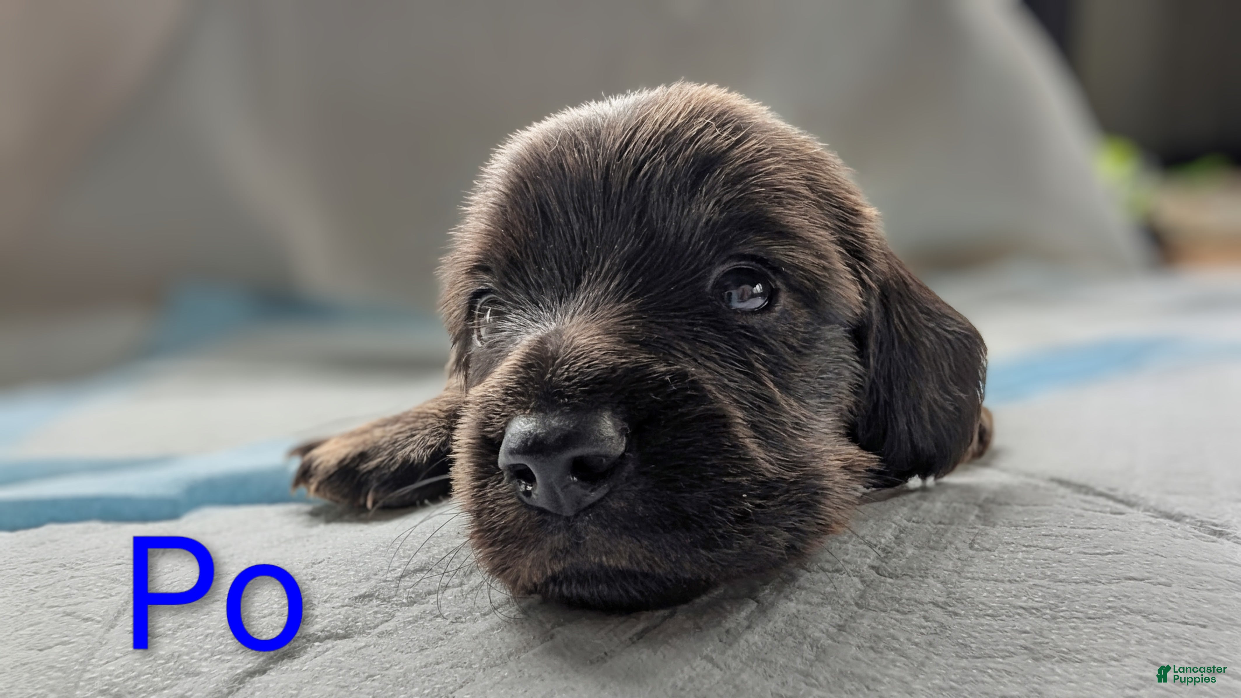 Miniature Dachshund dogs for sale: Po - Ad 1